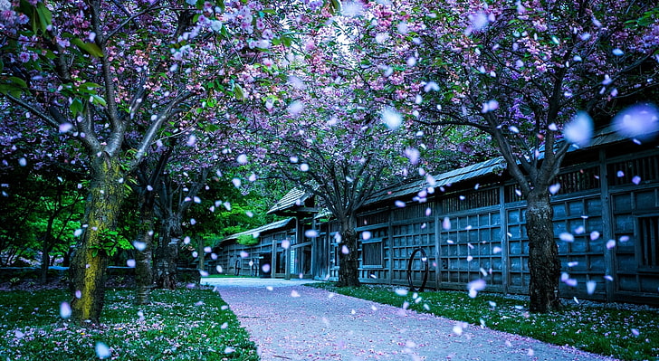 Montreal to GTA Moving